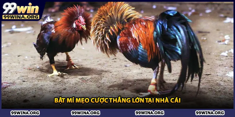 Bật mí mẹo cược thắng lớn tại nhà cái