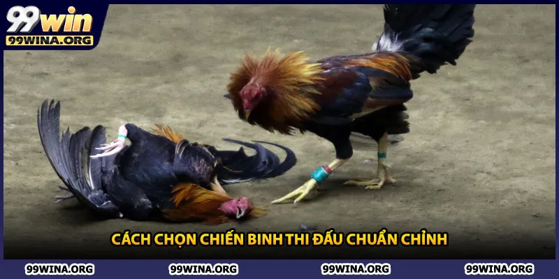 Cách chọn chiến binh thi đấu chuẩn chỉnh