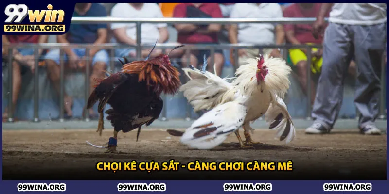 Chọi kê cựa sắt - Càng chơi càng mê
