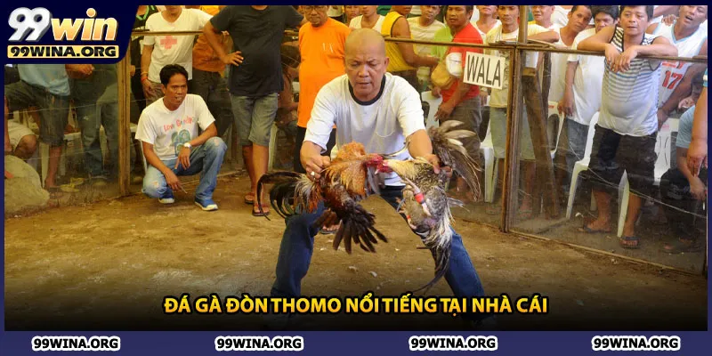 Đá gà đòn Thomo nổi tiếng tại nhà cái