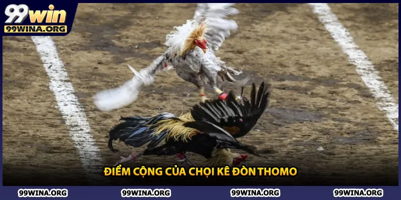 Điểm cộng của chọi kê đòn Thomo