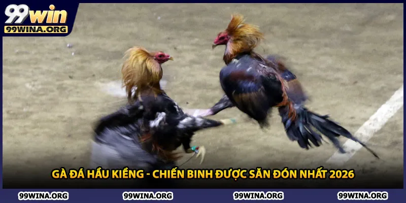 Gà đá hầu kiềng - Chiến binh được săn đón nhất 2026