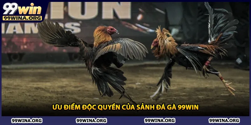 Ưu điểm độc quyền của sảnh đá gà 99win